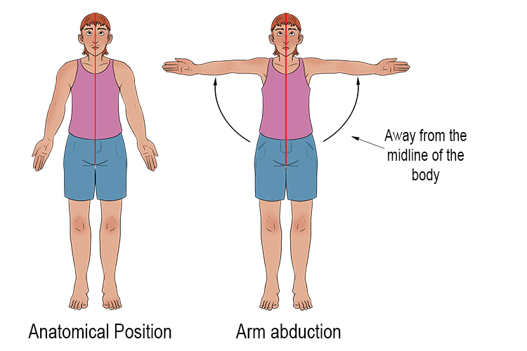 Abduction occurs at the arm if you lift straight arms from the anatomical position up and out to the sides away from the midline of the body.
